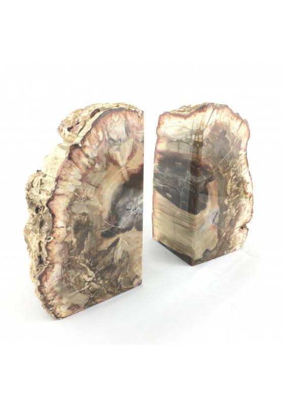 Slice Bookends FOSSIL wood Silicified EXTRA Quality furniture Specimen-2
